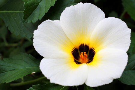 Plant spirit flowers