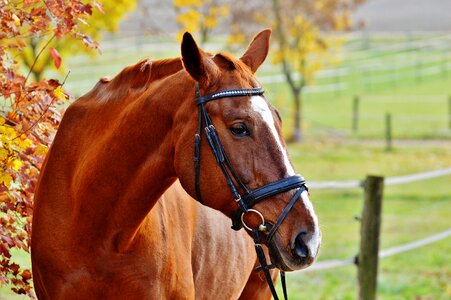 Reiterhof brown coupling