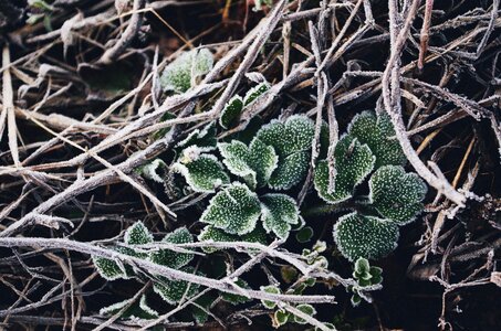 Frost grass plants leaves