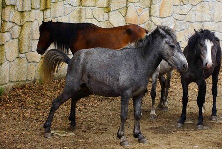 Agriculture animal brown photo