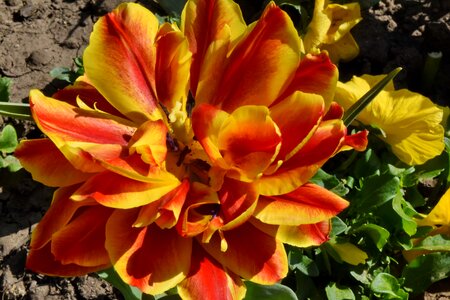 Tulips garden bouquet