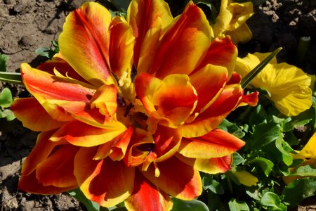 Tulips garden bouquet photo