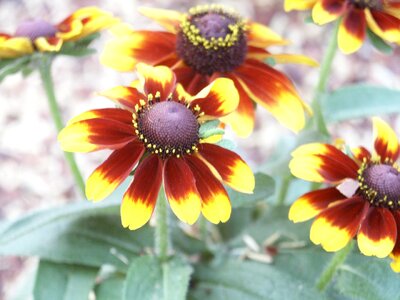 Brown flowers yellow photo