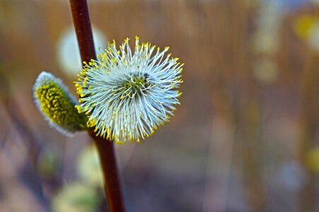 Branch nature kidney photo