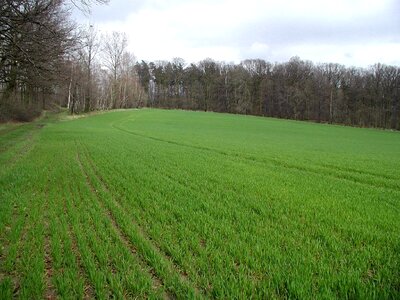 Array grazing greenery photo