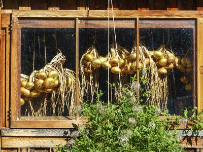 Hut veggie garden