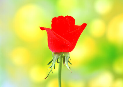 Fleld red rose photo