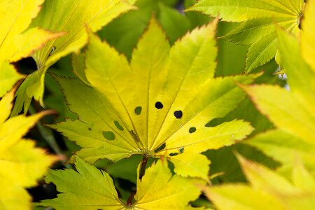 Autumn autumn season branch photo