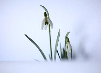 Floral harbingers of spring february photo