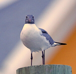 Laughing Gull - Leucophaeus atricilla - standing on a post photo