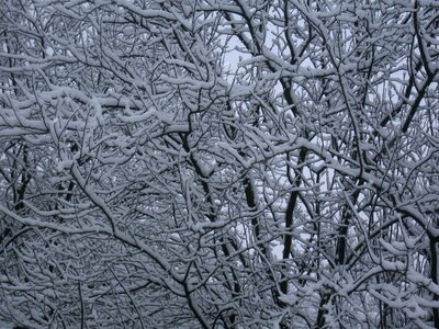 Snowy white winter