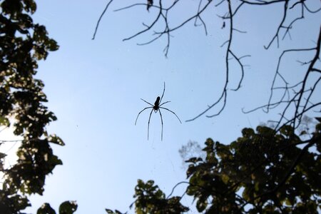 Creepy insect bug photo