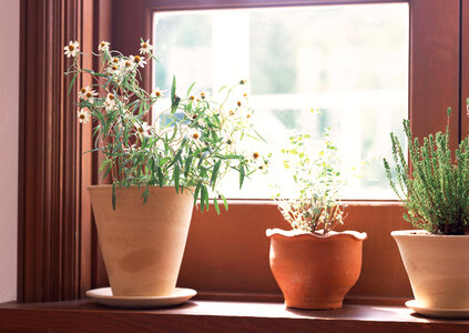 small potted plants sitting on window photo
