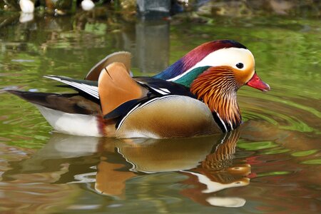 Duck bird bird anatidae photo