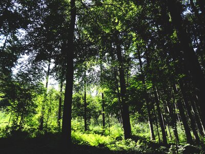Nature forest woods photo