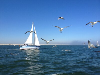 Sailing boat gulls north sea photo