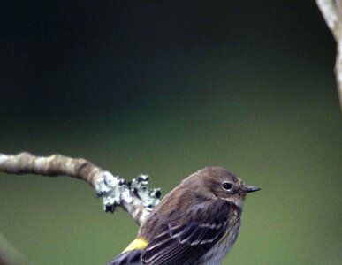 North other song bird photo