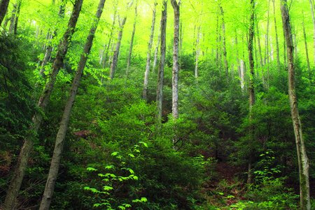 Bark birch branch photo