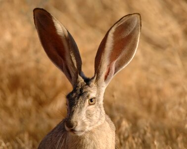 Tailed black rabbit photo