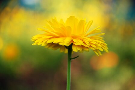 Leaf yellow sunny