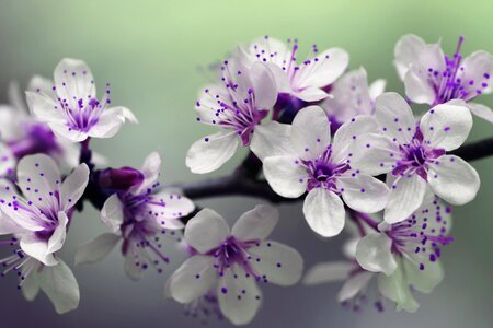 Purple Springtime Blossom photo