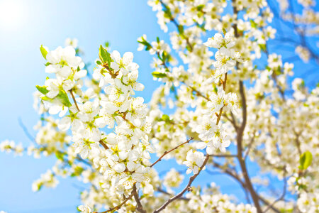 Flower Blossoms photo