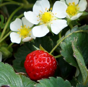 Red fruits flower plants