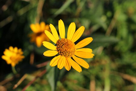 Plant natural blossom