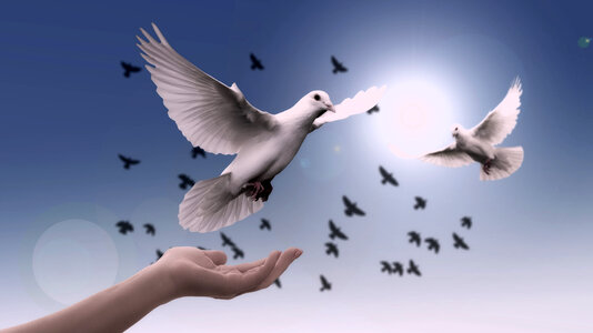 Hand letting pigeon go fly photo