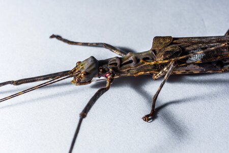 Ghost insect scare close up photo