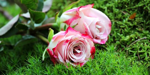 Arrangement beautiful flowers blooming