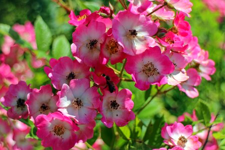 Bloom pink red
