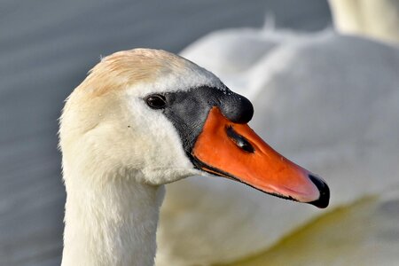 Head looking swan photo