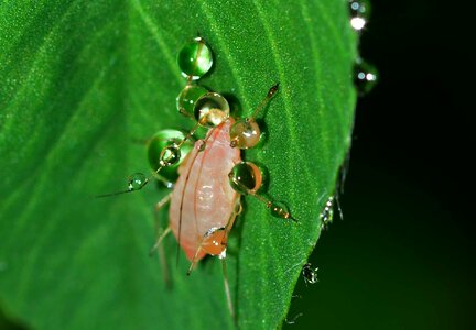 Hemiptera drops water