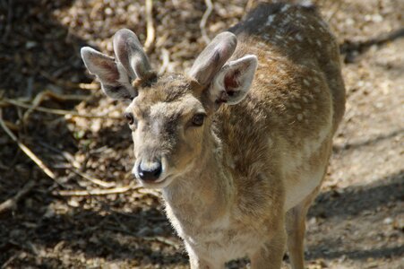 Animal world forest mammal photo