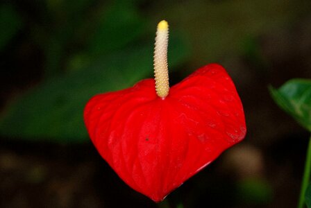 Pistil nature poppy flower