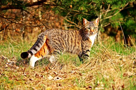 Animal carnivore cat photo