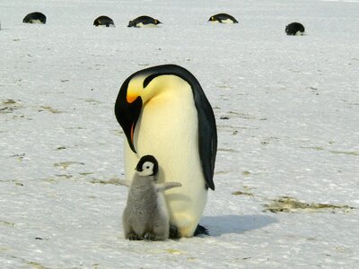 Mother parent antarctic photo