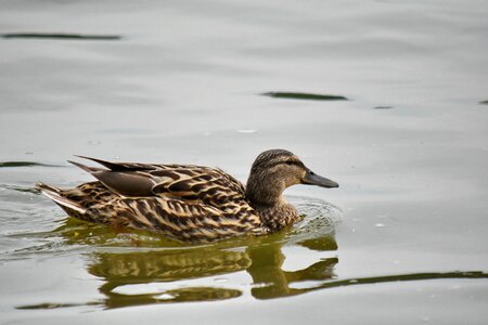 Duck wildlife waterfowl photo