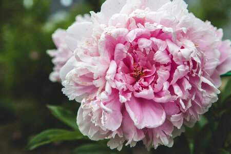 Macro Flower Garden