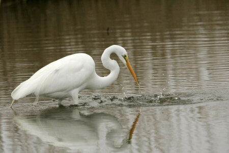 Great Egret-2 photo