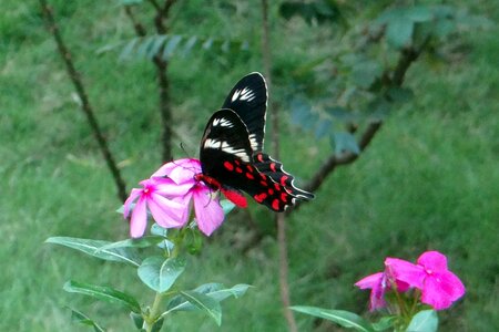 Swallowtail butterfly dharwad india