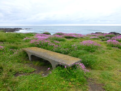 Ocean bench field of flowers