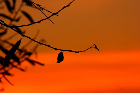Evening dusk gold