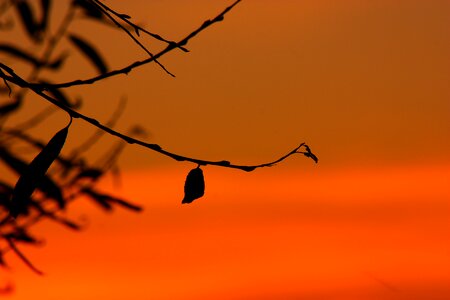 Evening dusk gold photo