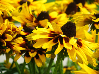 Yellow and Black Flower Petals photo