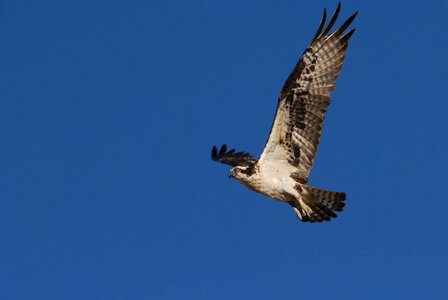 Bird flight osprey photo