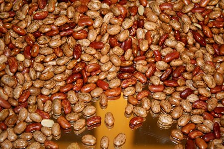 Legumes beans seeds seeds