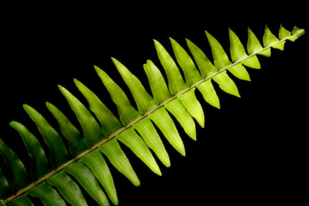 Fern Black Background photo