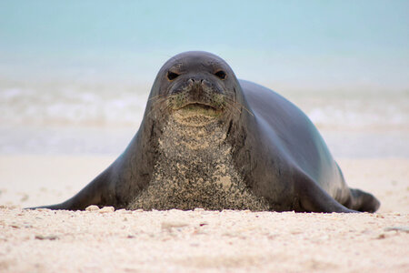 Hawaiian monk seal-4 photo